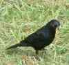 Brewers blackbird