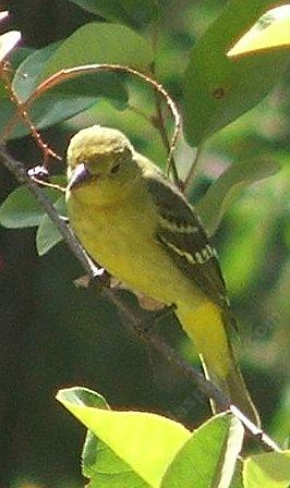 Hooded Oriole