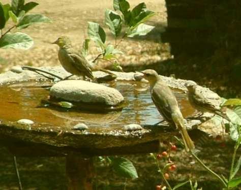 Hooded Orioles at the bird bath, a goldfinch is on the right
