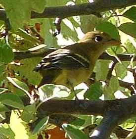 oriole