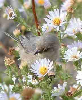 The Bushtit's diet consists mainly of insects and spiders gleaned from shrubs and herbs