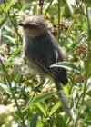 Bushtit is a native bird
