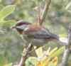 Chickadees are native