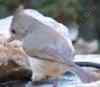 Titmouses and titcats?