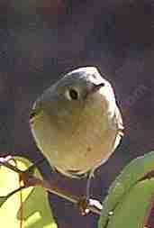 A Ruby Kinglet is REALLY cute.