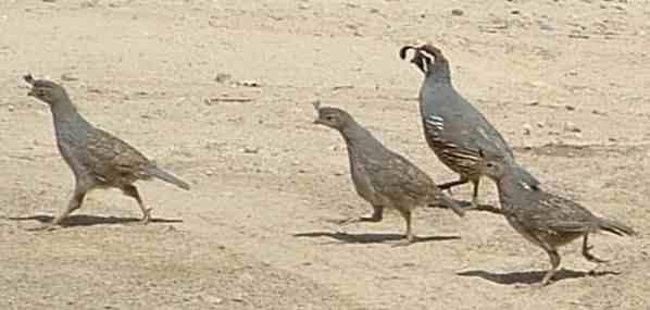 california quail have very strong legs