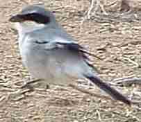 Loggerhead shrike looks kinda like a bluejay.