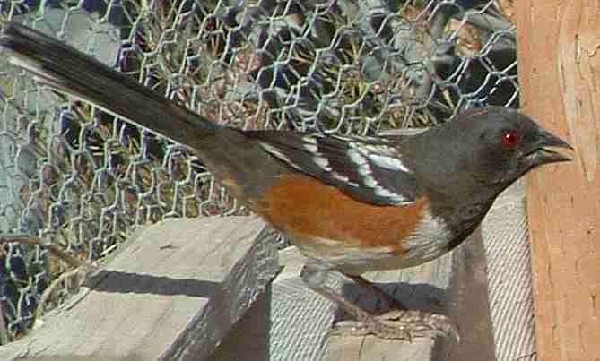 Spotted Towhee Nest