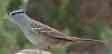 Sparrow surfing?