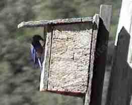 A blue bird on a nest box.