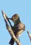 Ash throated Flycatcher