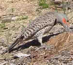 Diet of the Northern Flicker