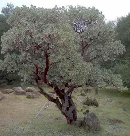 Big berry manzanita lives for over a hundred years. It is a dominant species in the chaparral plant community.