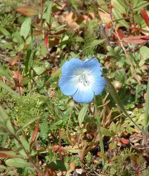 How do you save the native plants and  wildflowers? Spray the weeds with herbicides, without killing the wildflowers. Hard.