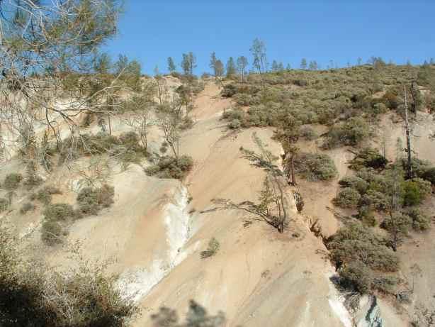 bad soil? very few species and practicly no herbs or weeds,