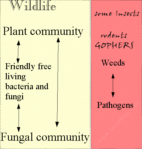 Native plant communities have a alternate system to weedy gardens. Weeds have a different set of pathogens and animals. 