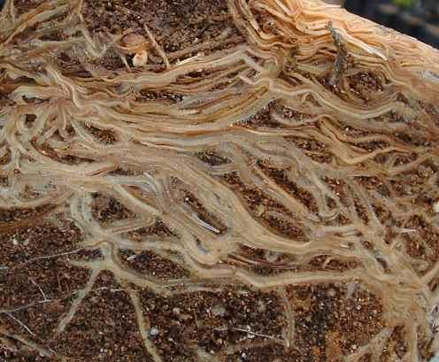 super roots with frankia sp