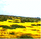 A wildflower show in a California  shadscale plant community.