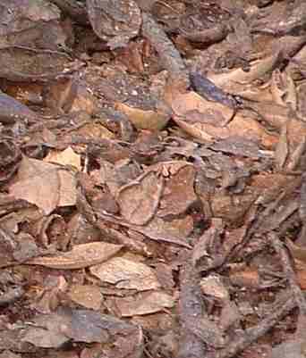 Oak tree litter makes the soil soft and loose under the tree. But the litter mulch sets on top of the soil!