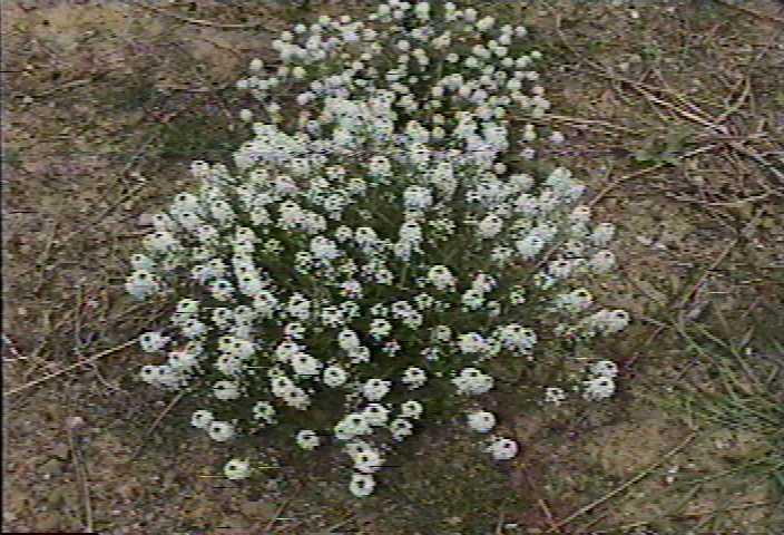 Sweet alyssum ( Lobularia sp.) travels under the guys of pretty, fragrant, garden flower. Don't be fooled!  First it will take over your yard, then the town, and then the surrounding countryside.