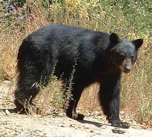 This guy can run really fast and loves plums.