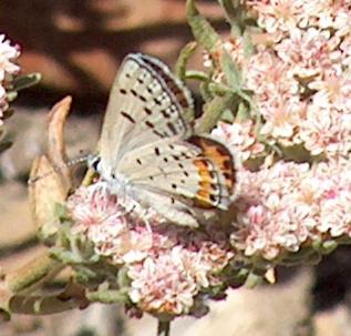 picture of an acmon blue on a eriogonum arborescens