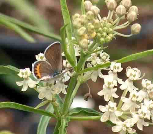 the acmon blue uses the narrow leaf milkweed, Asclepias fascicularis 