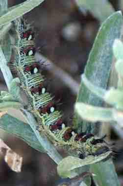 An American Panted butterfly lady larva on Anaphalis sp.