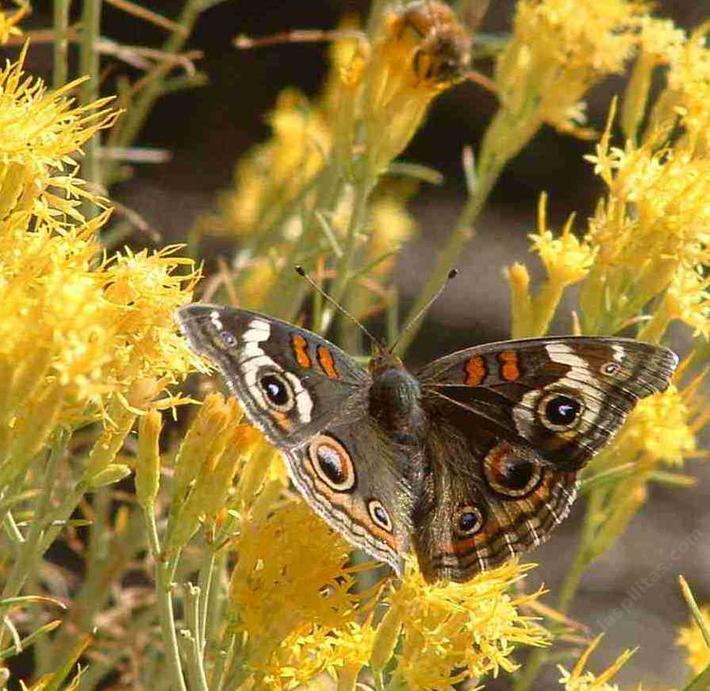 Chrysothamnus nauseosus is used by the buckey butterfly for nectar
