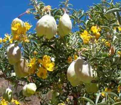 Isomeris arborea tolerates full sun, alkaline soil, and deer.