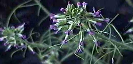 different arabis species are used by the sara orange-tip butterfly