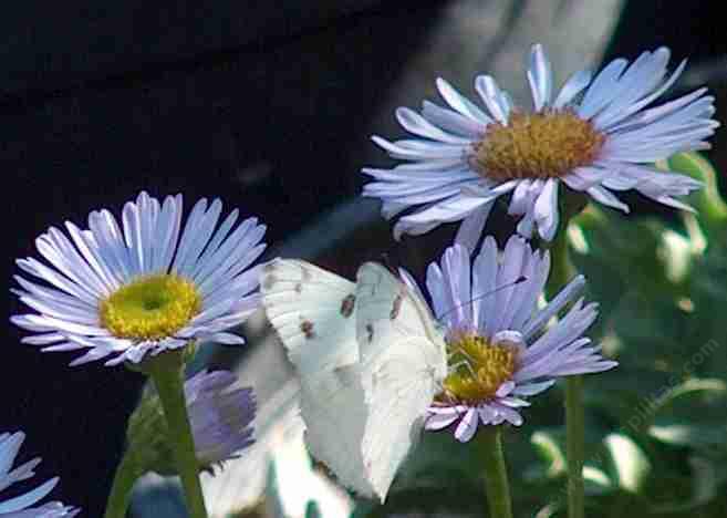 picture of a white butterfly on aErigeron Wayne Roderick Daisy