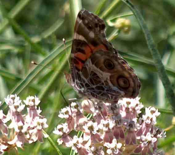 Milkweed By Jerry Spinelli. India free home for jerry Milkweednewbery 