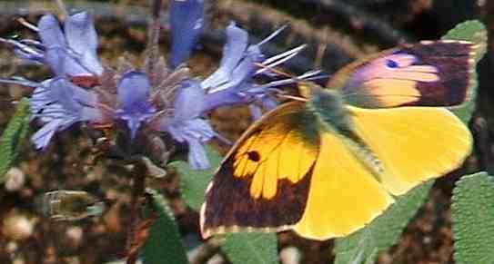 The Larva of the California Dog-face is limited to feeding on only one species of plant.
