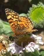 Crescent butterfly