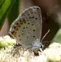 Acmon   Blue butterfly