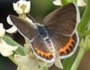 Acmon Blue  butterfly female
