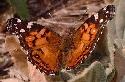 american painted lady butterfly