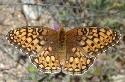 Calippe Fritillary butterfly