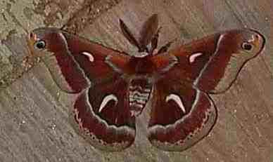 Ceanothus Silk Moth, Hyalophora euryalus