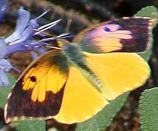 California Dog-face butterfly male