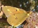 Alfalfa butterfly