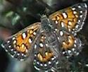 Behr's Metalmark butterfly