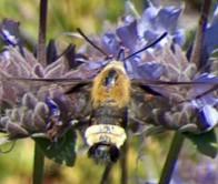 Bumblebee Moth