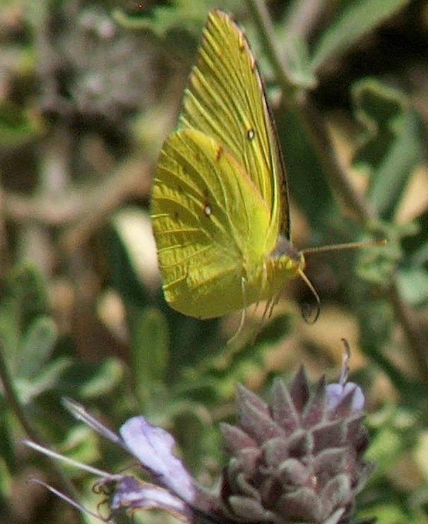 California Dog-face butterfly male