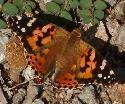 Painted Lady butterfly