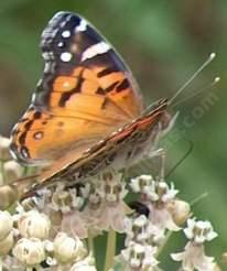 American painted lady on a milkweed