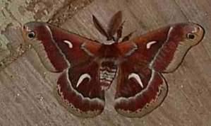 this moth larva feeds on ceanothus