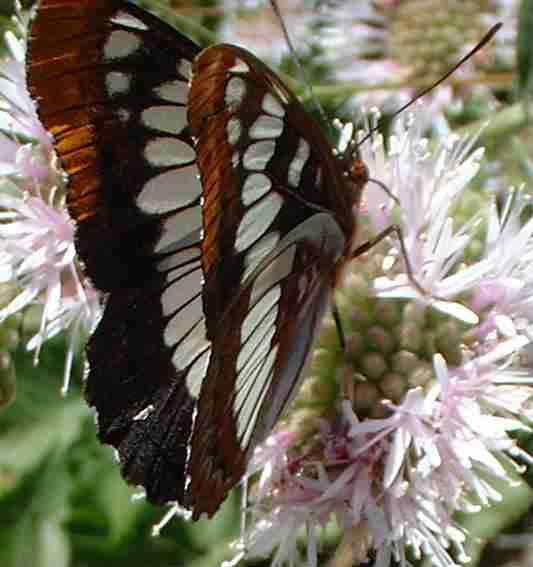 Lorquin's Admiral, Basilarchia lorquini on a Monardella