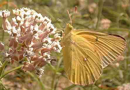 The Alfalfa butterfly is Native!